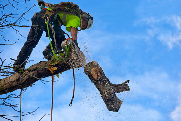 Pest Control for Lawns in Wappingers Falls, NY